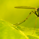 Illustration for article titled The Many Ways Were Using Mutant Mosquitos to Eradicate Disease
